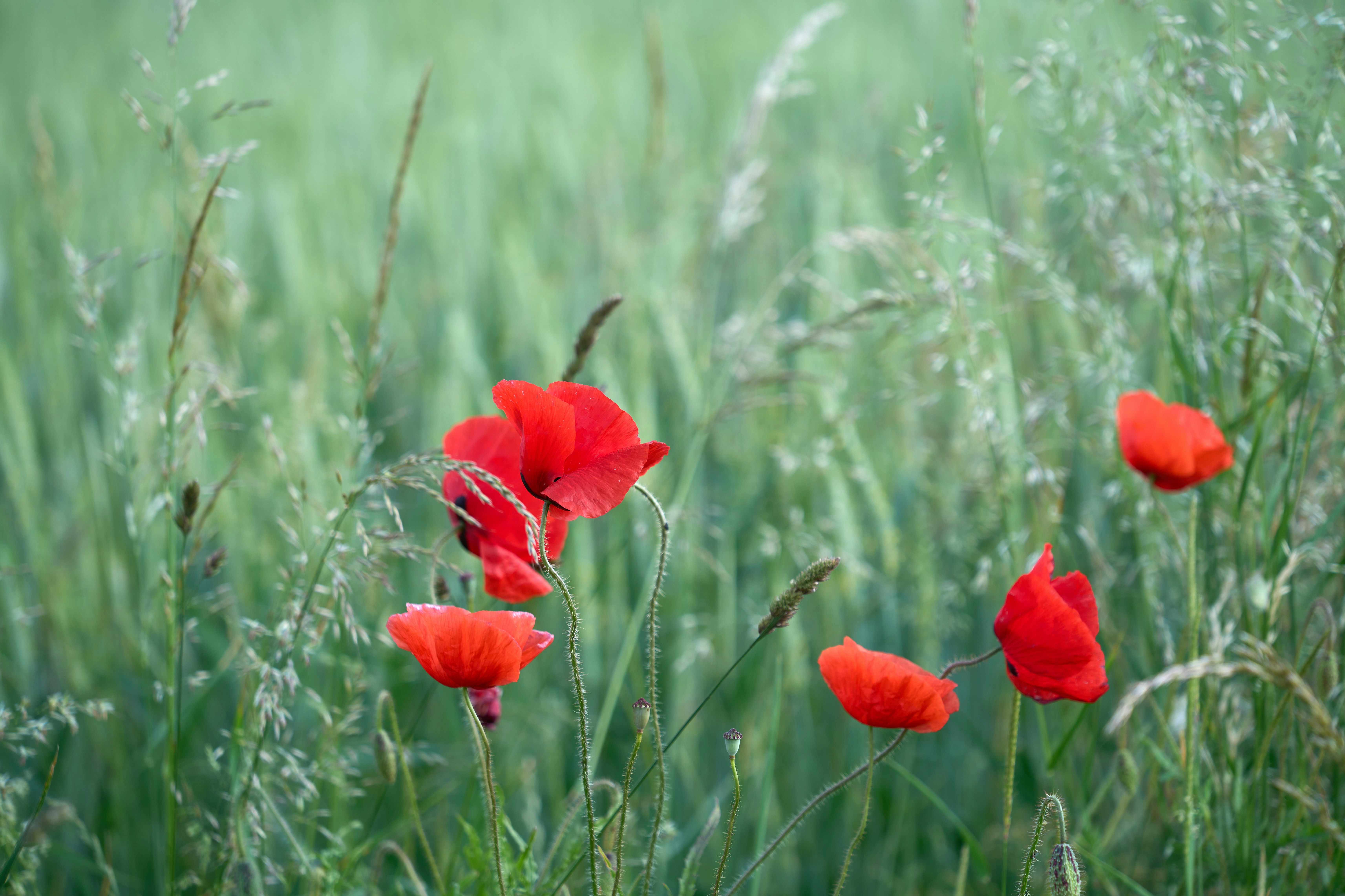 Photo by wolfgang_hasselmann