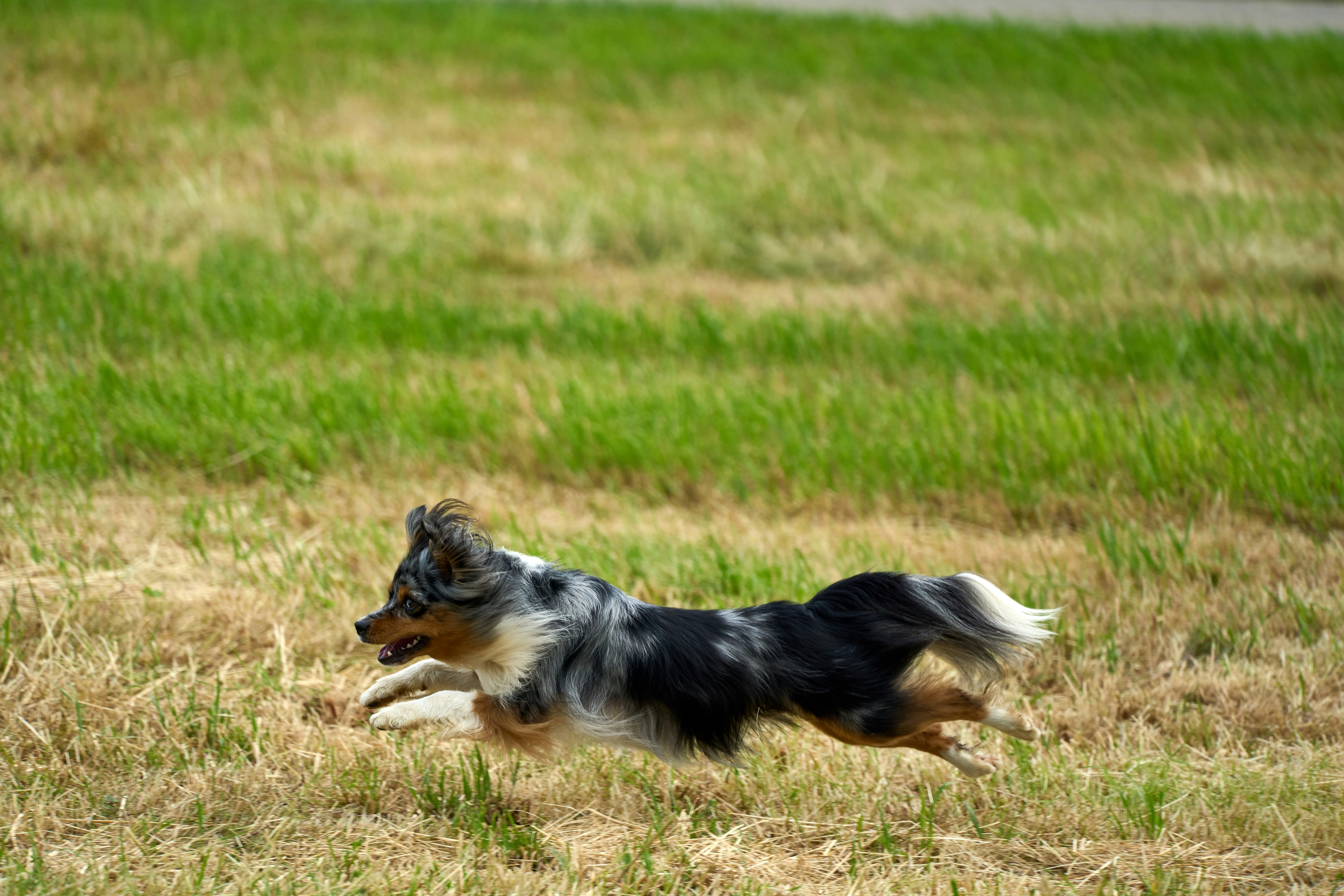 Muscle Recovery and Limp Loops