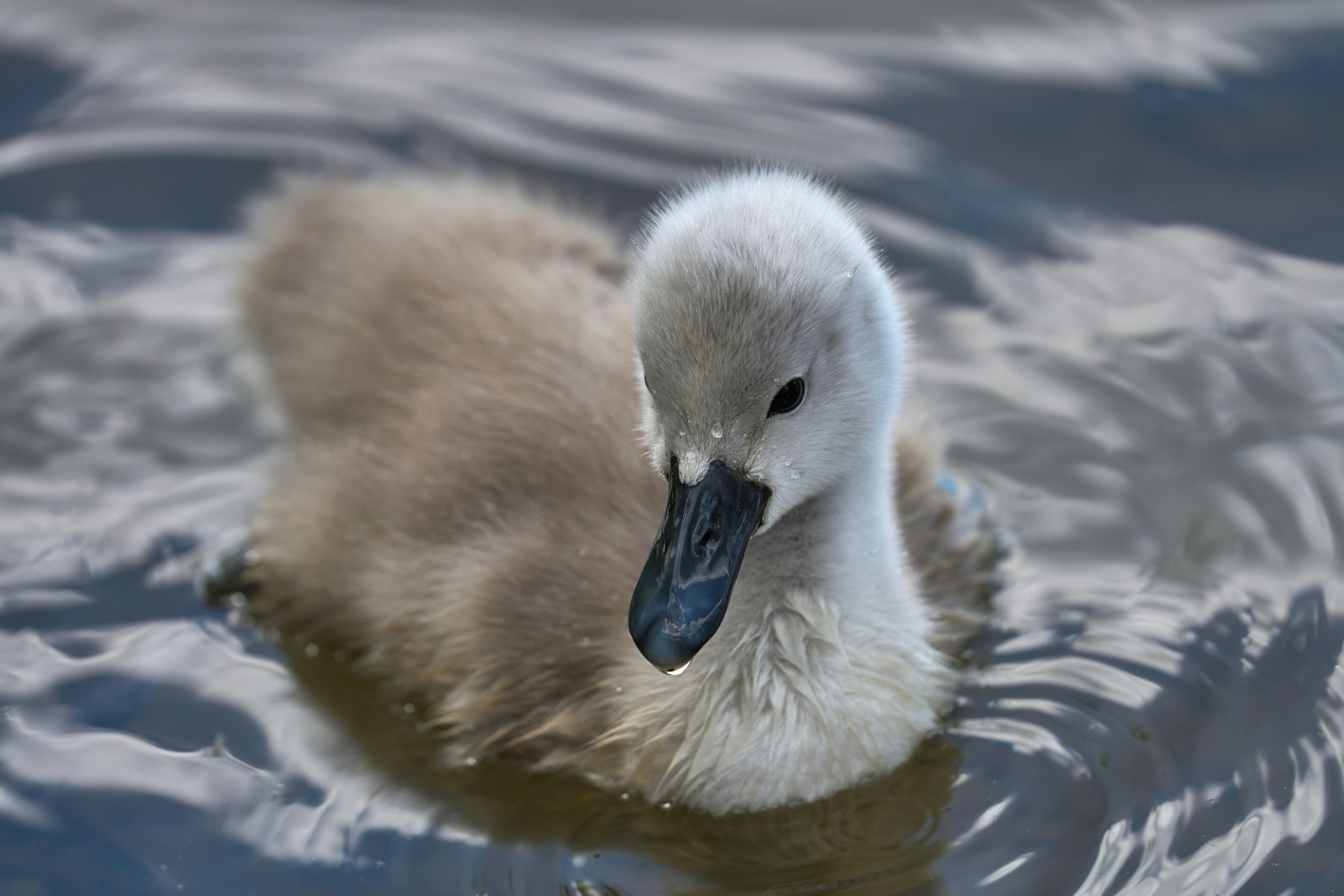 Photo by wolfgang_hasselmann