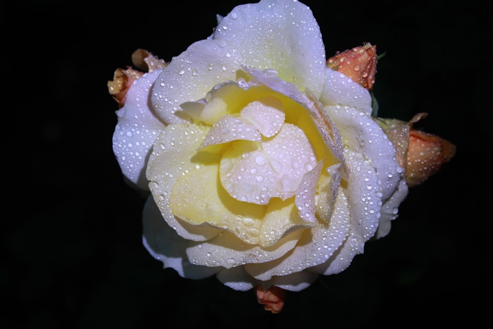 a close-up of a flower