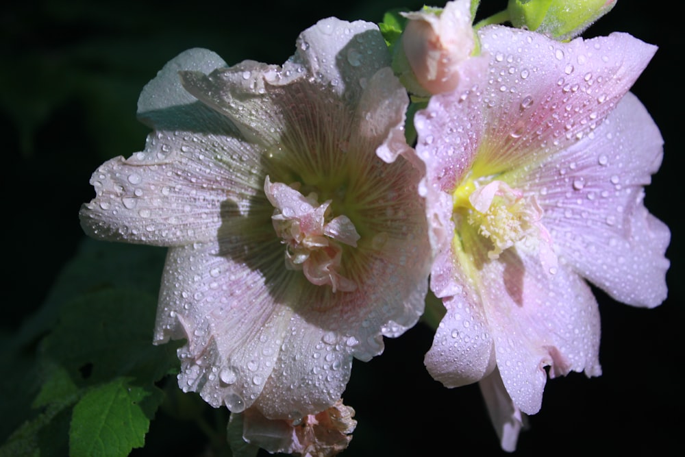 a close up of some flowers