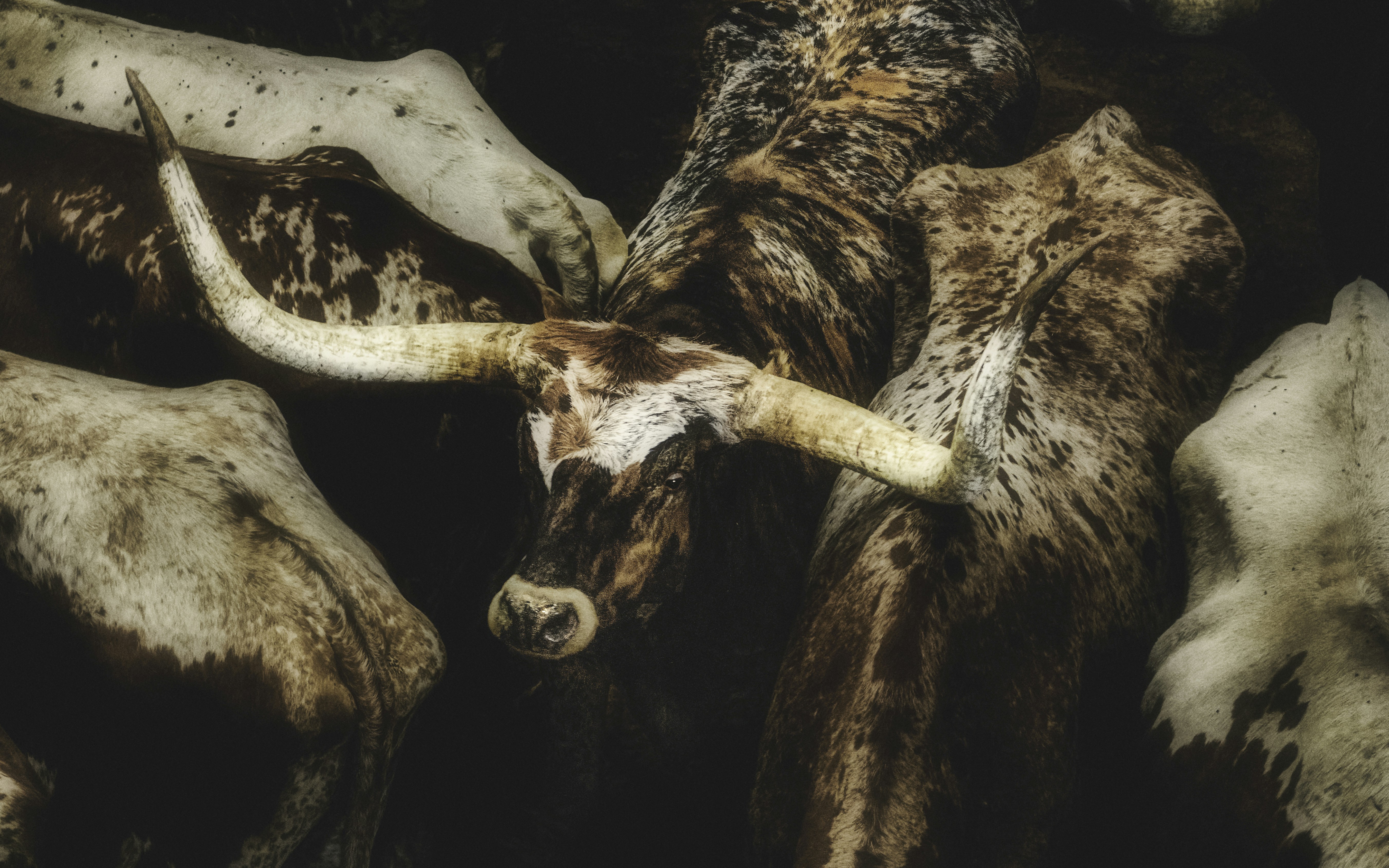 a group of animals with horns