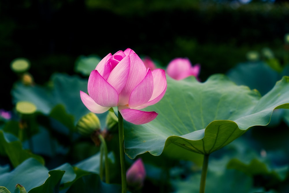 a pink flower surrounded by green leaves