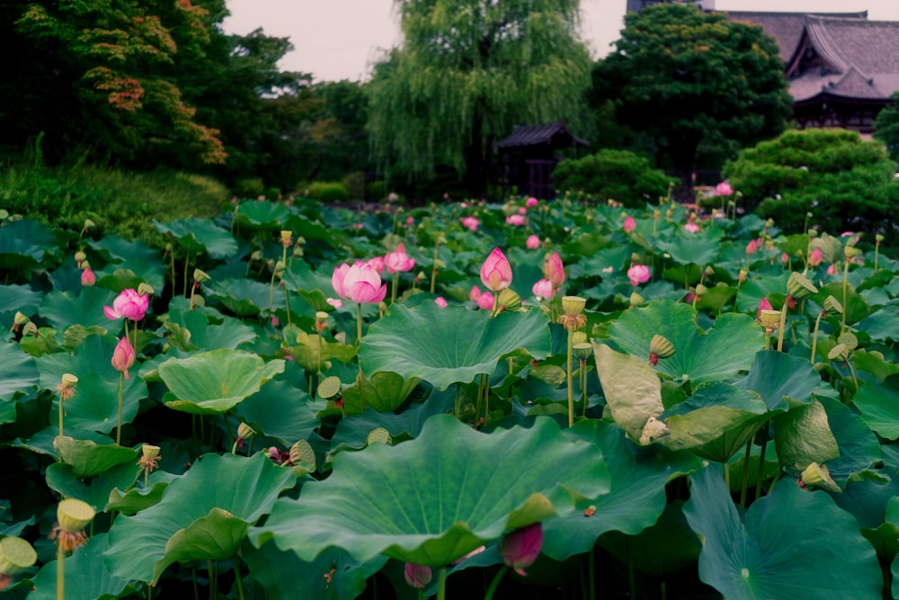 a garden with many flowers