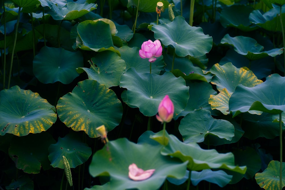 a pink flower surrounded by green leaves