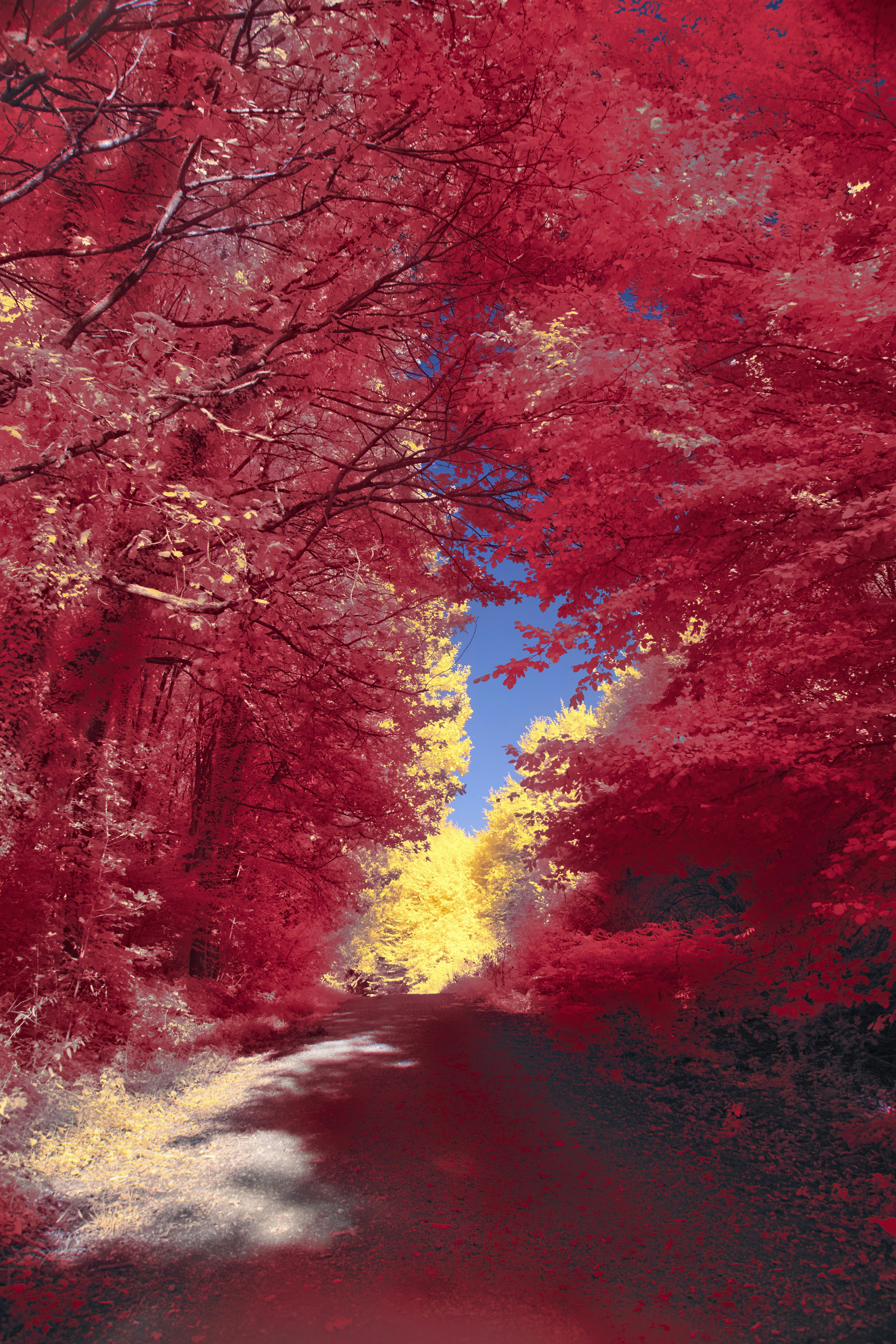 Photo by wolfgang_hasselmann