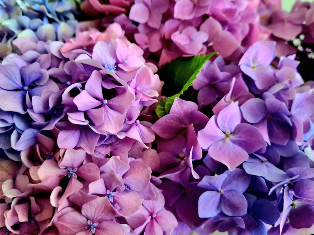 a group of purple flowers