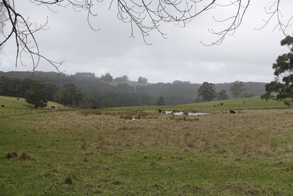 a grassy field with trees in the background