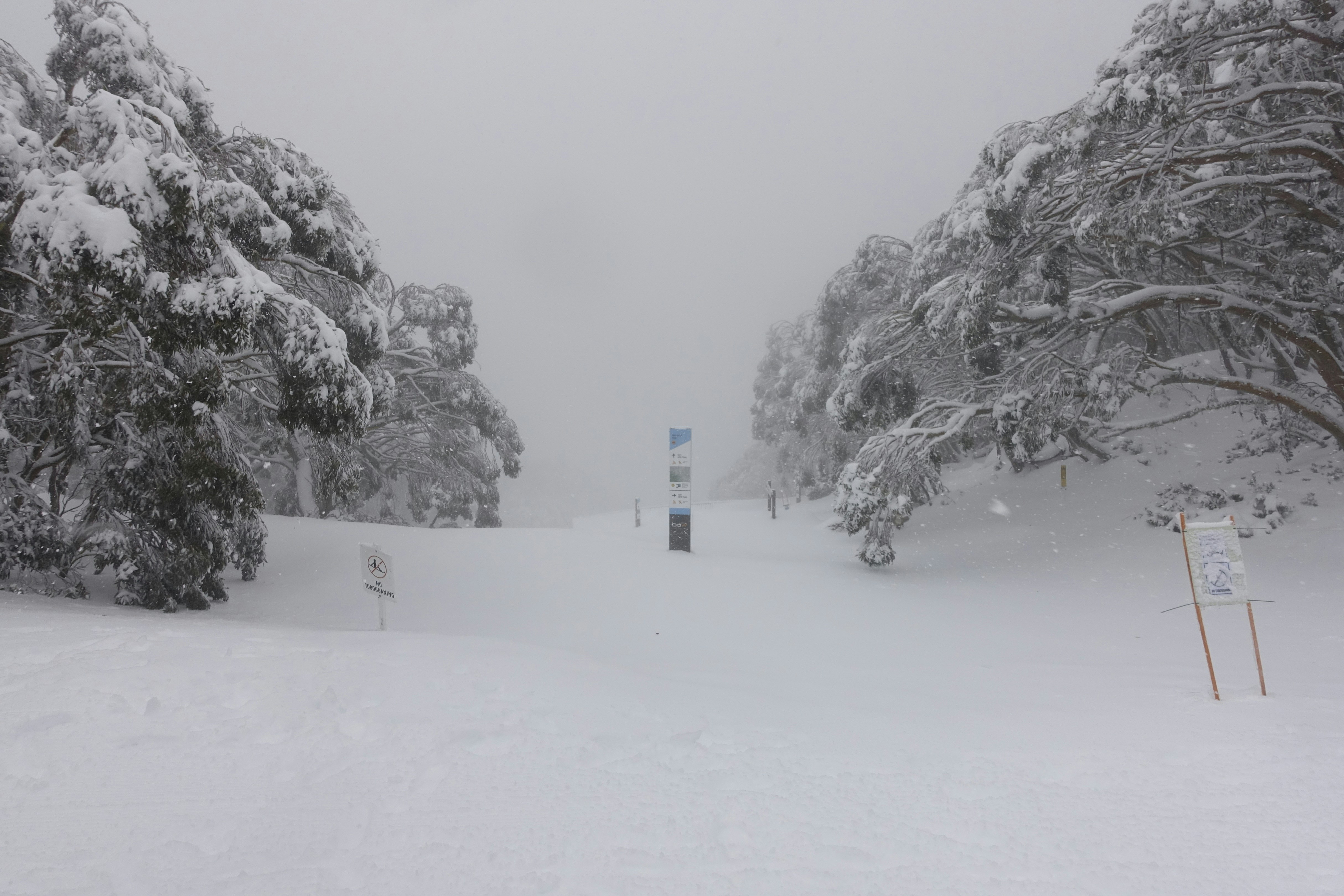 a snowy road with trees on either side of it