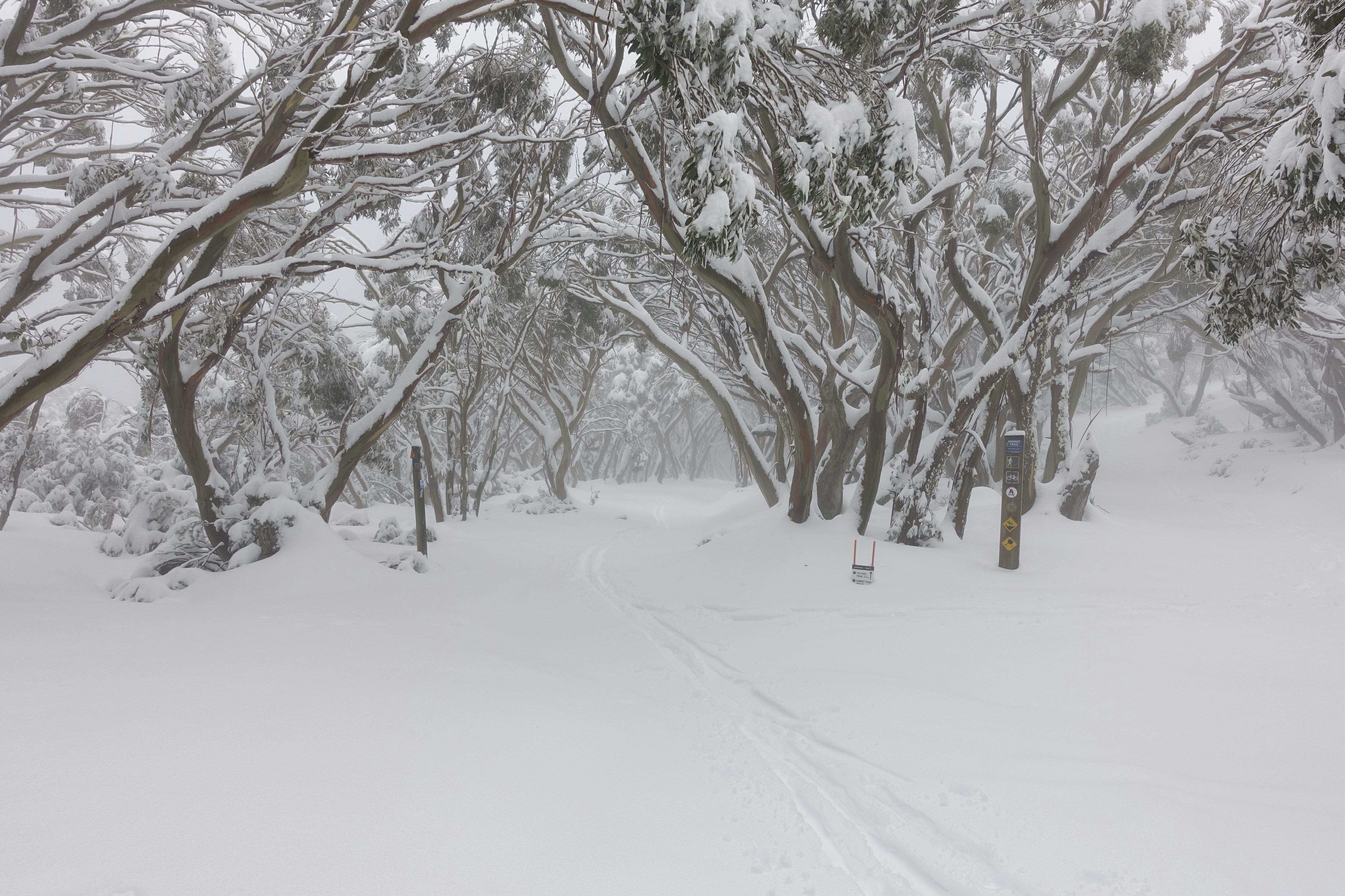 a snowy road with trees on either side of it