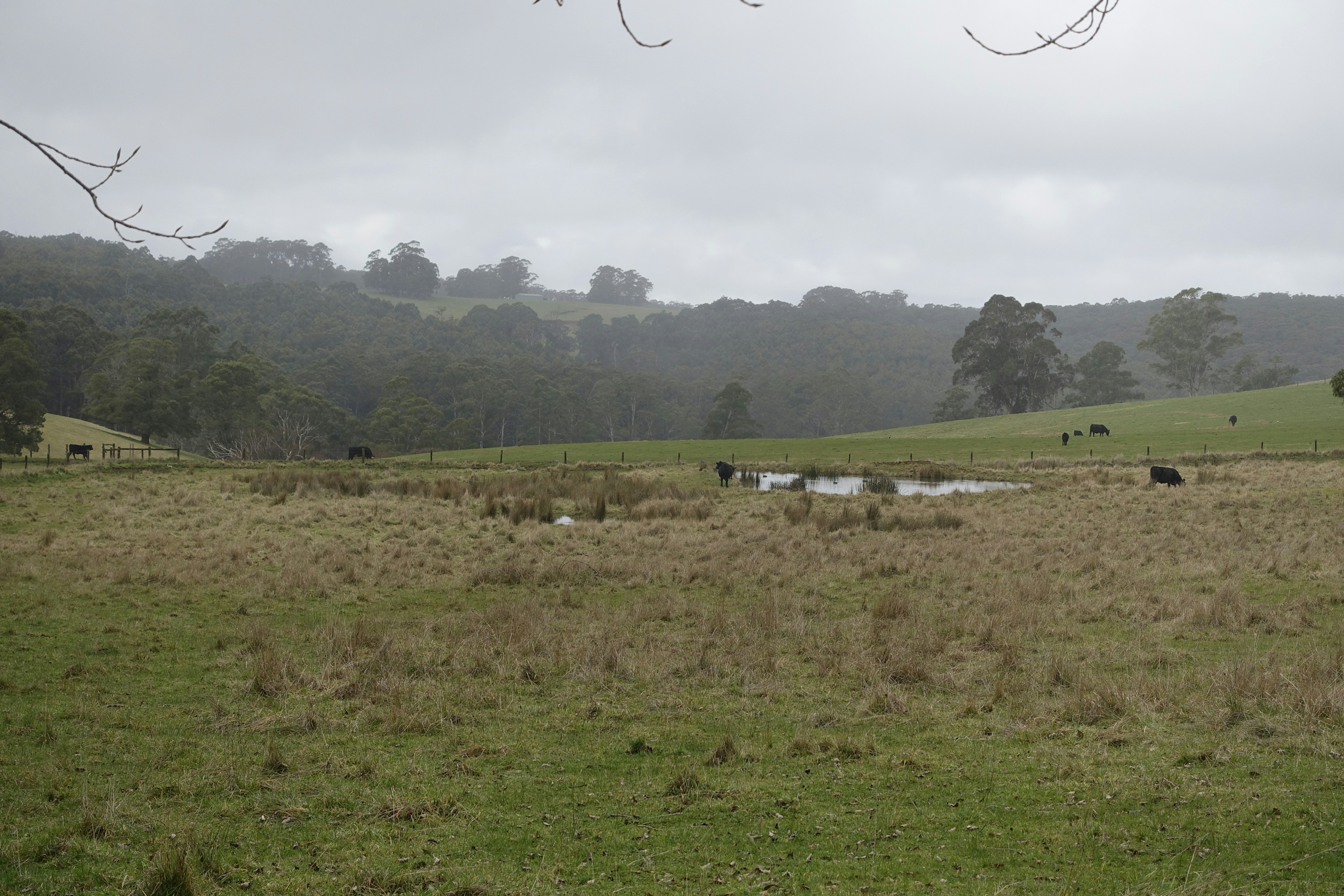 a field with animals in it