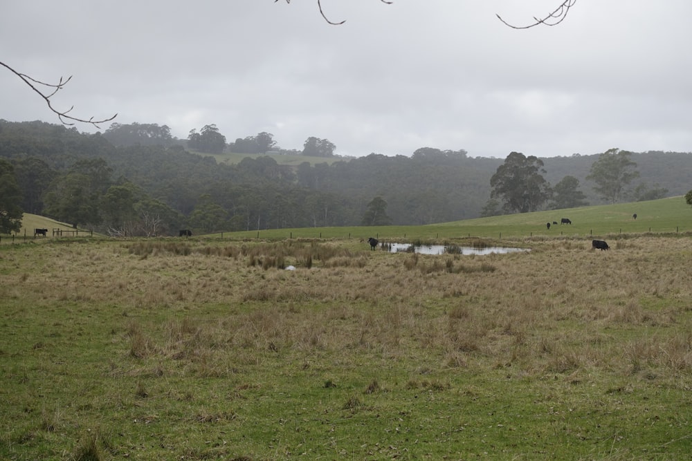 a field with animals in it