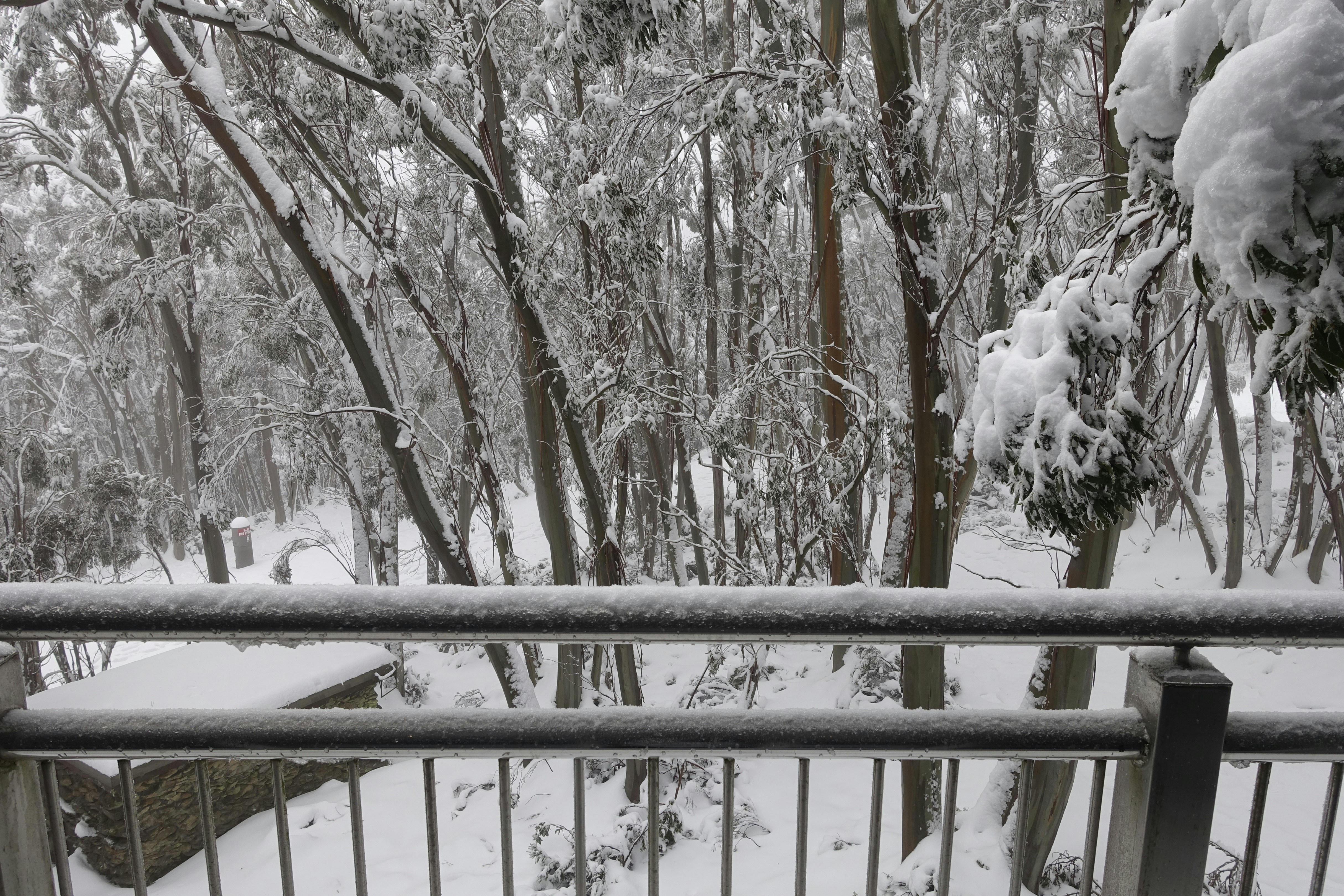 a snowy forest with trees