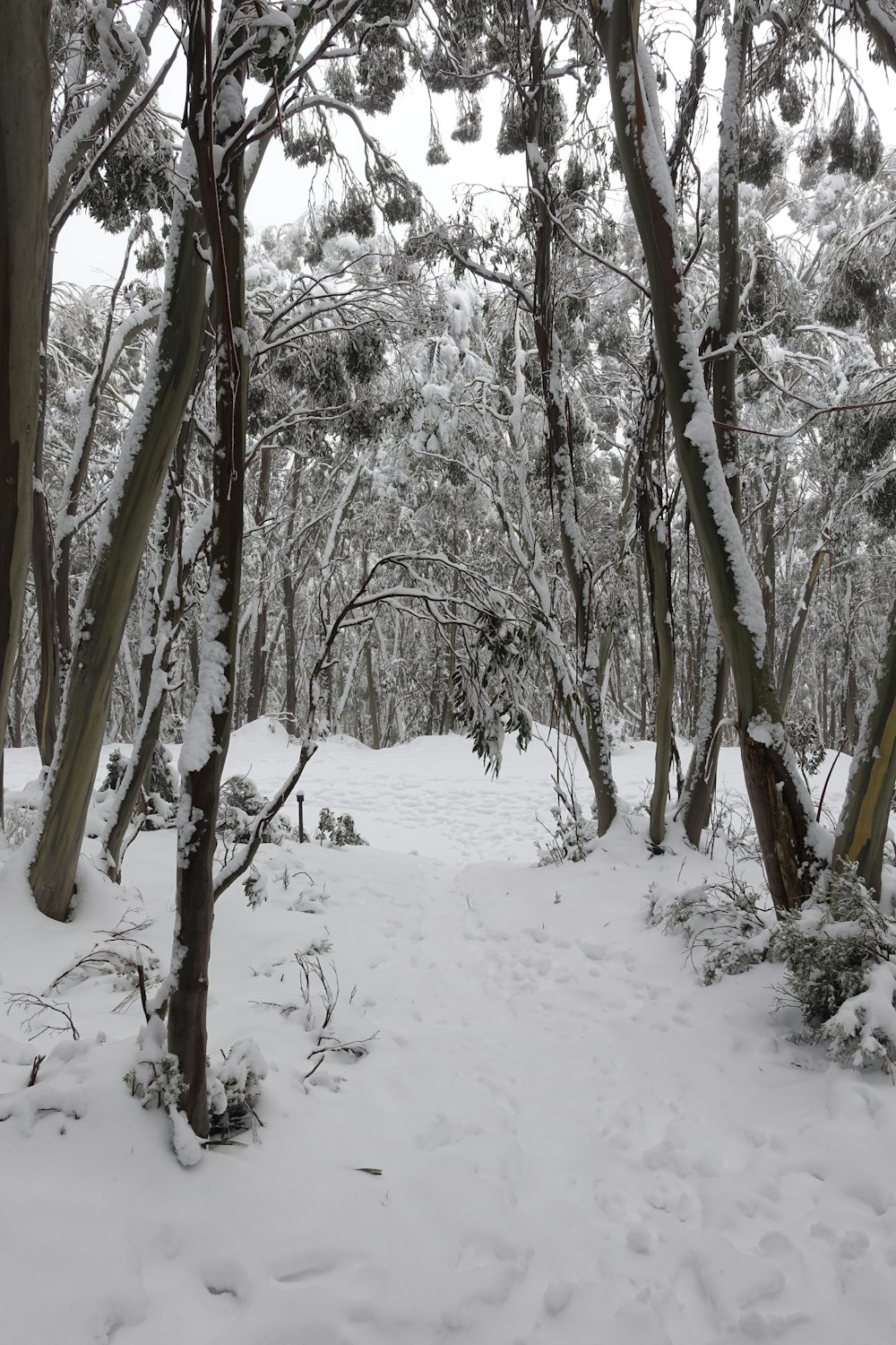 a snowy forest with trees