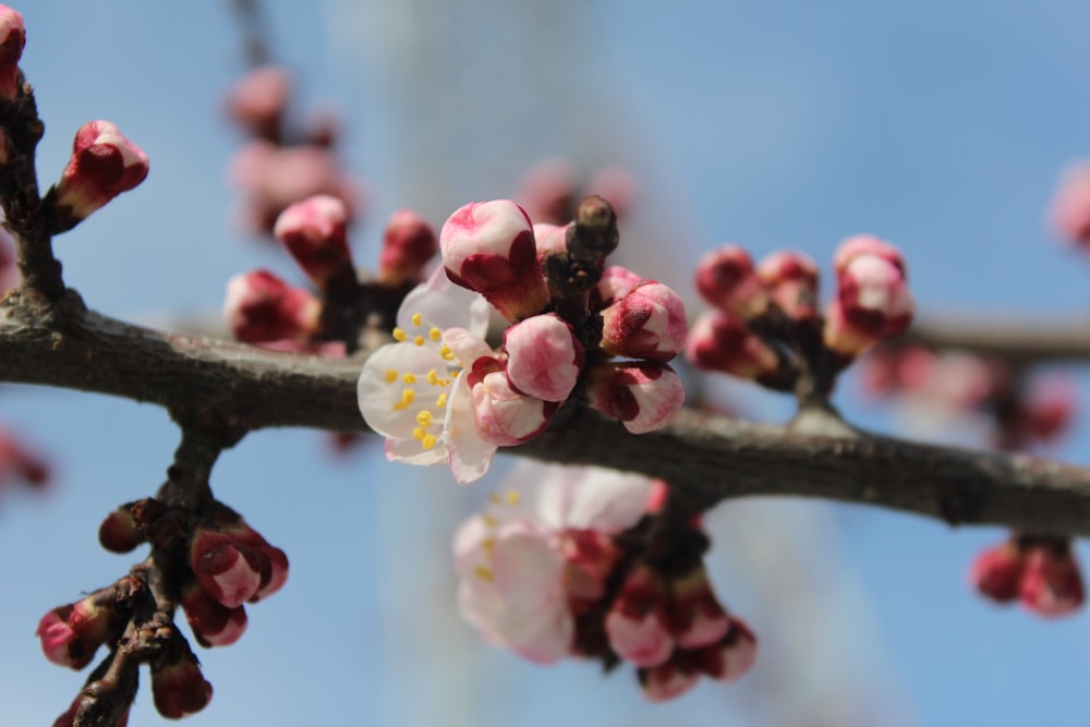 close up of pink flowers on a tree branch