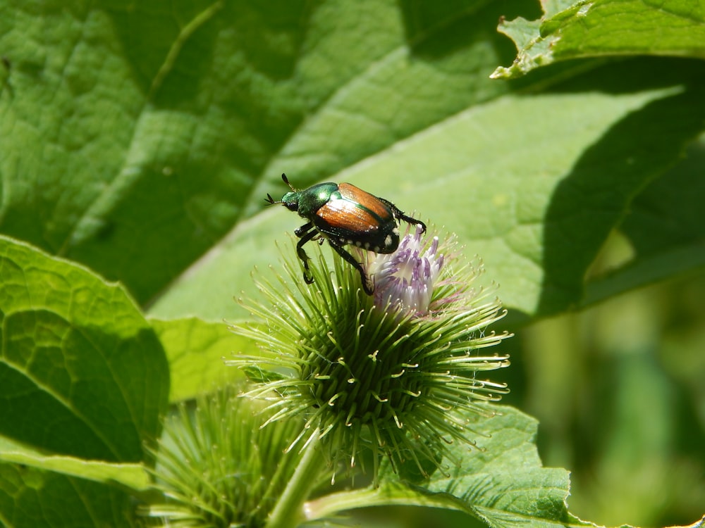 a bug on a flower