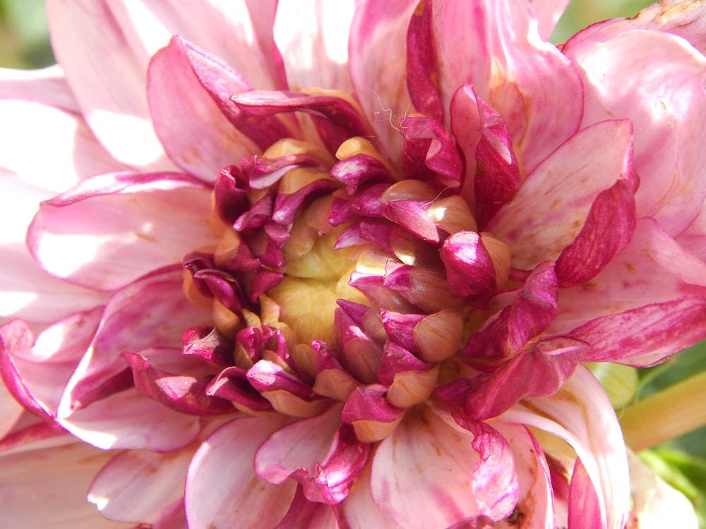 a pink flower with a yellow center