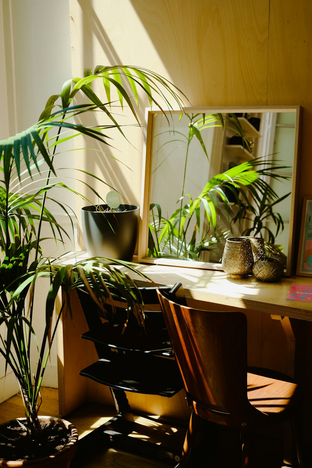 a plant in a room