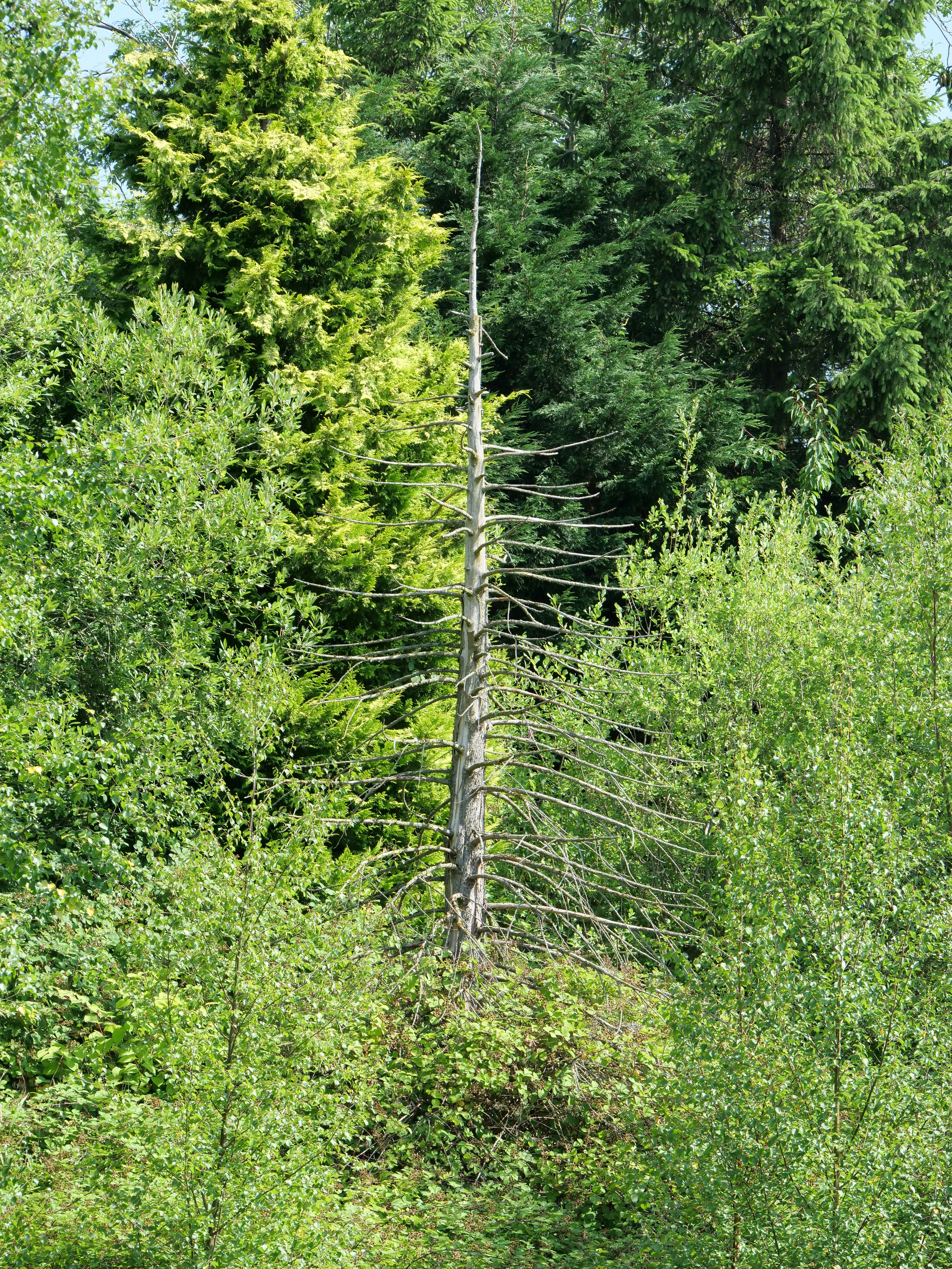 a tall tree in a forest