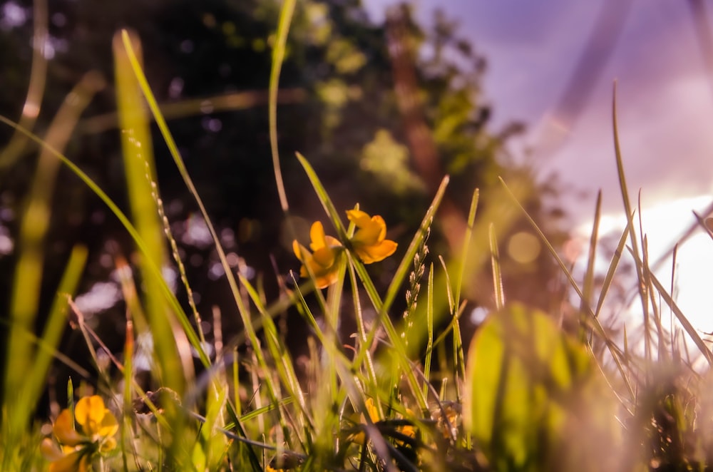 yellow flowers in a field