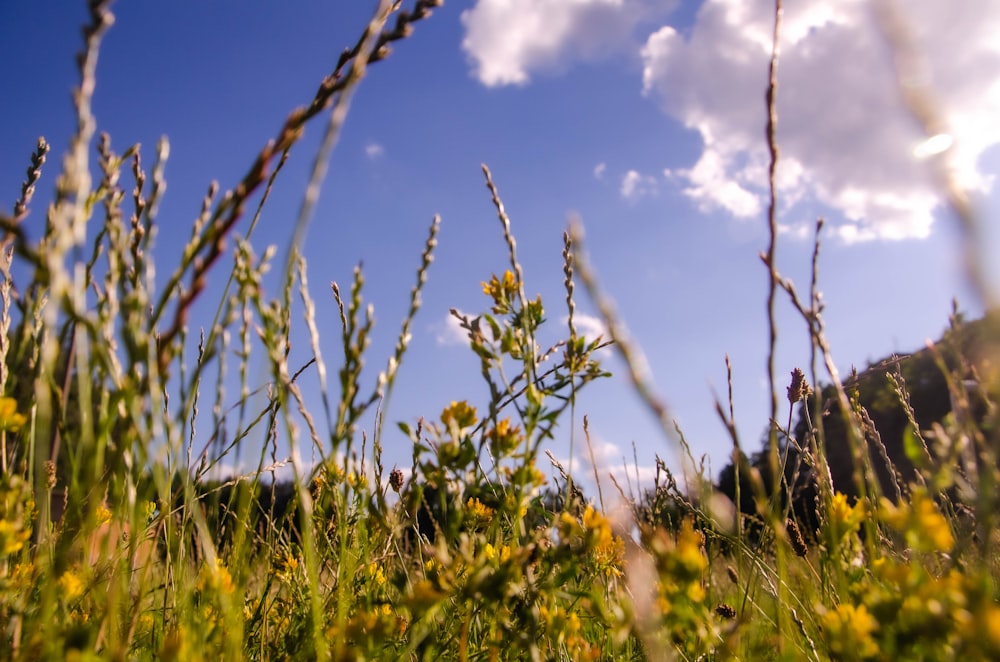 a field of grass with a blue sky and clouds