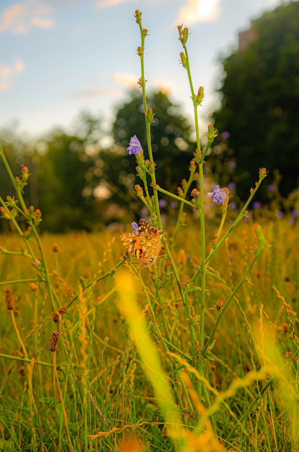 Un papillon sur une fleur