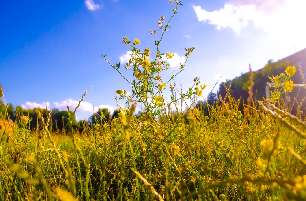 a field of plants