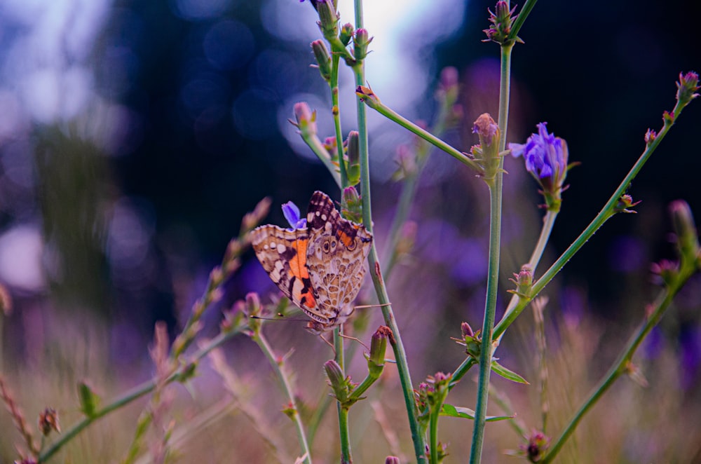 a butterfly on a flower