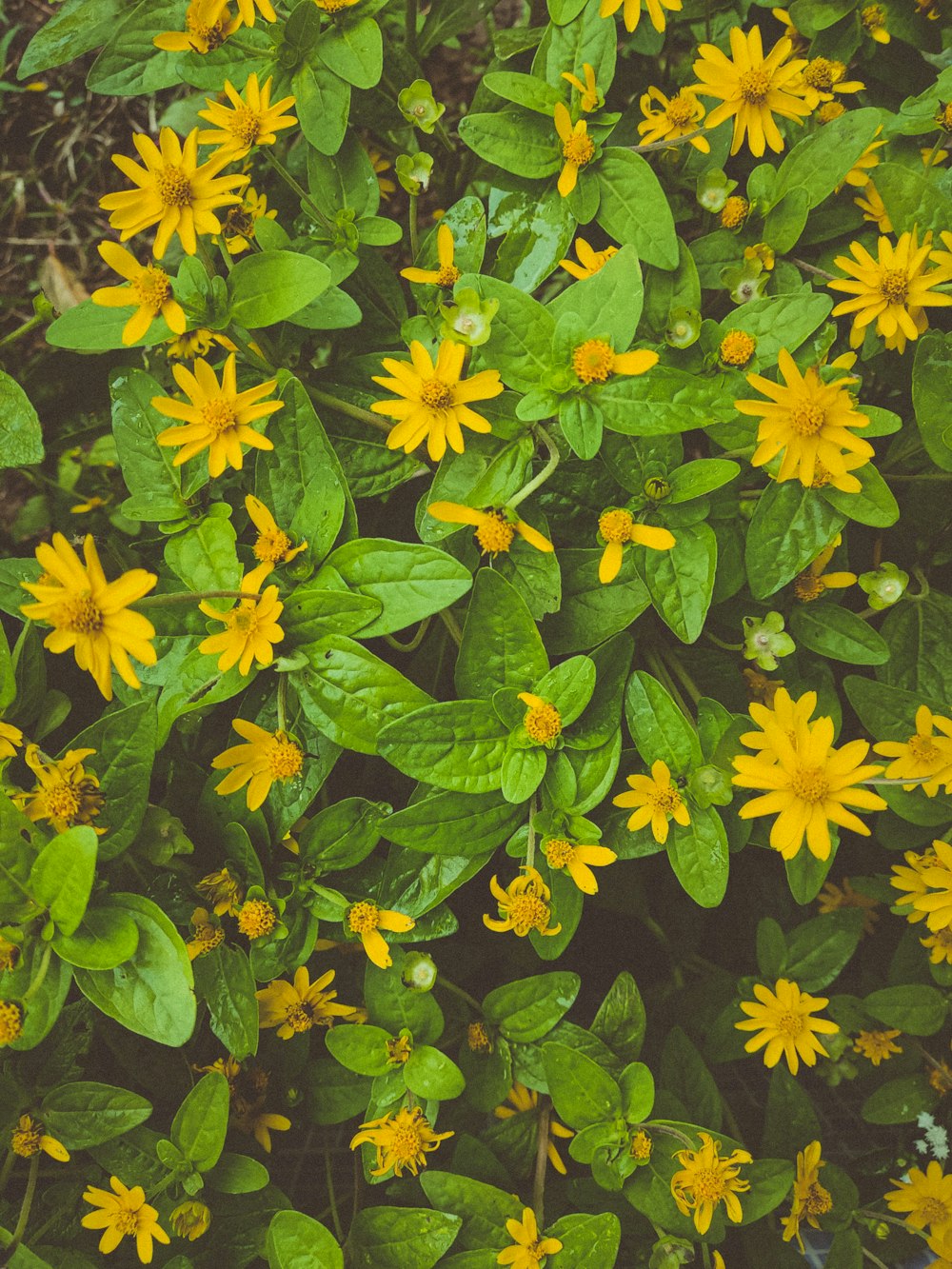 a group of yellow flowers