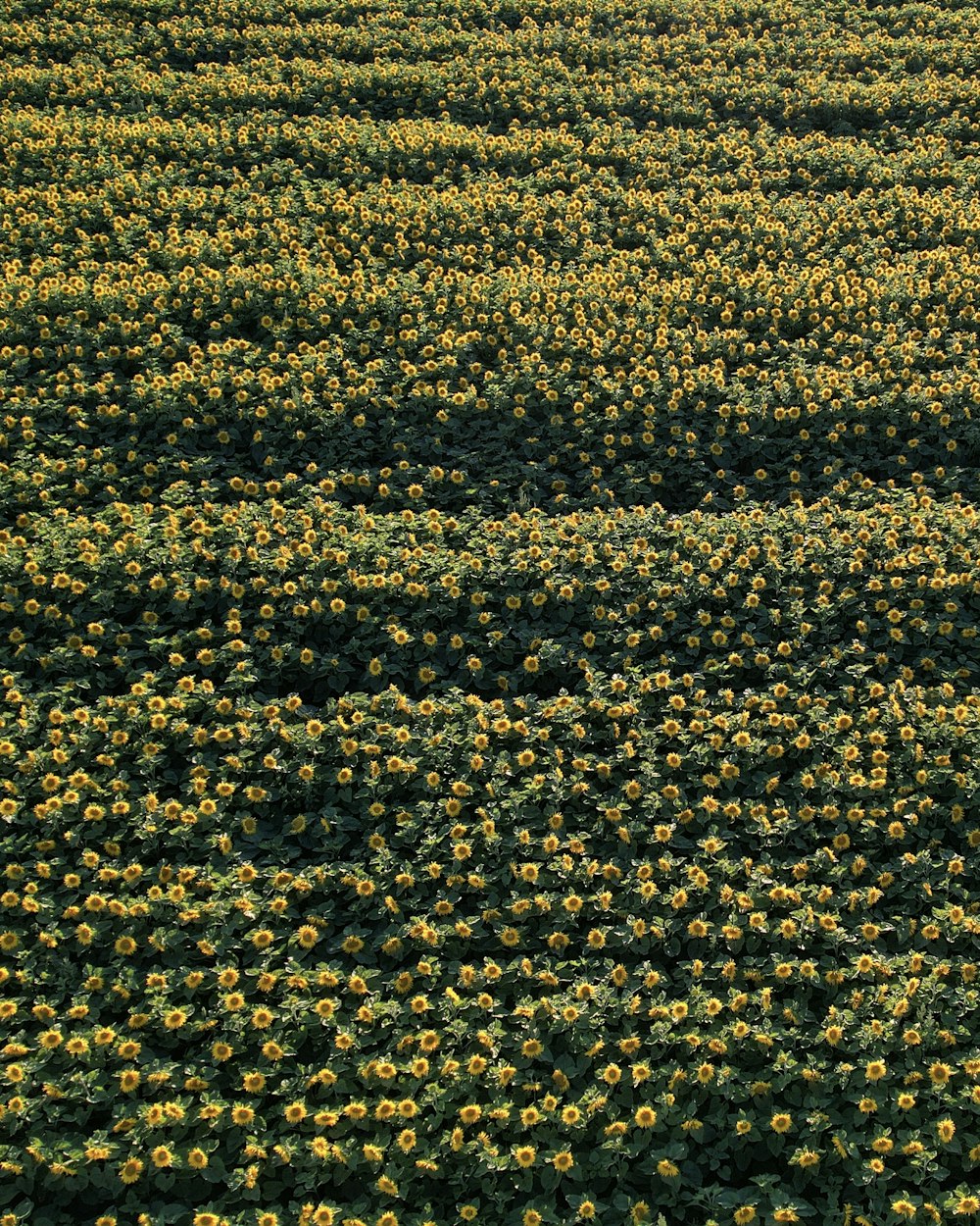 a field of yellow flowers