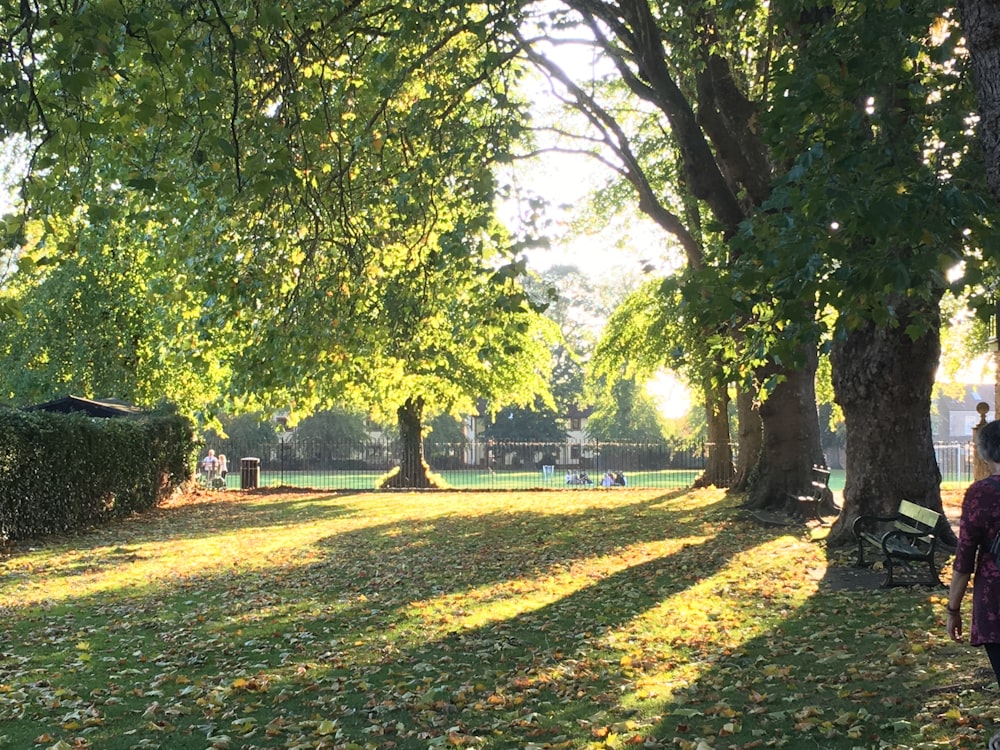 a park with trees and benches