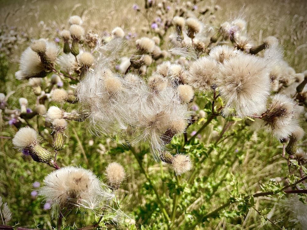 a group of dandelions