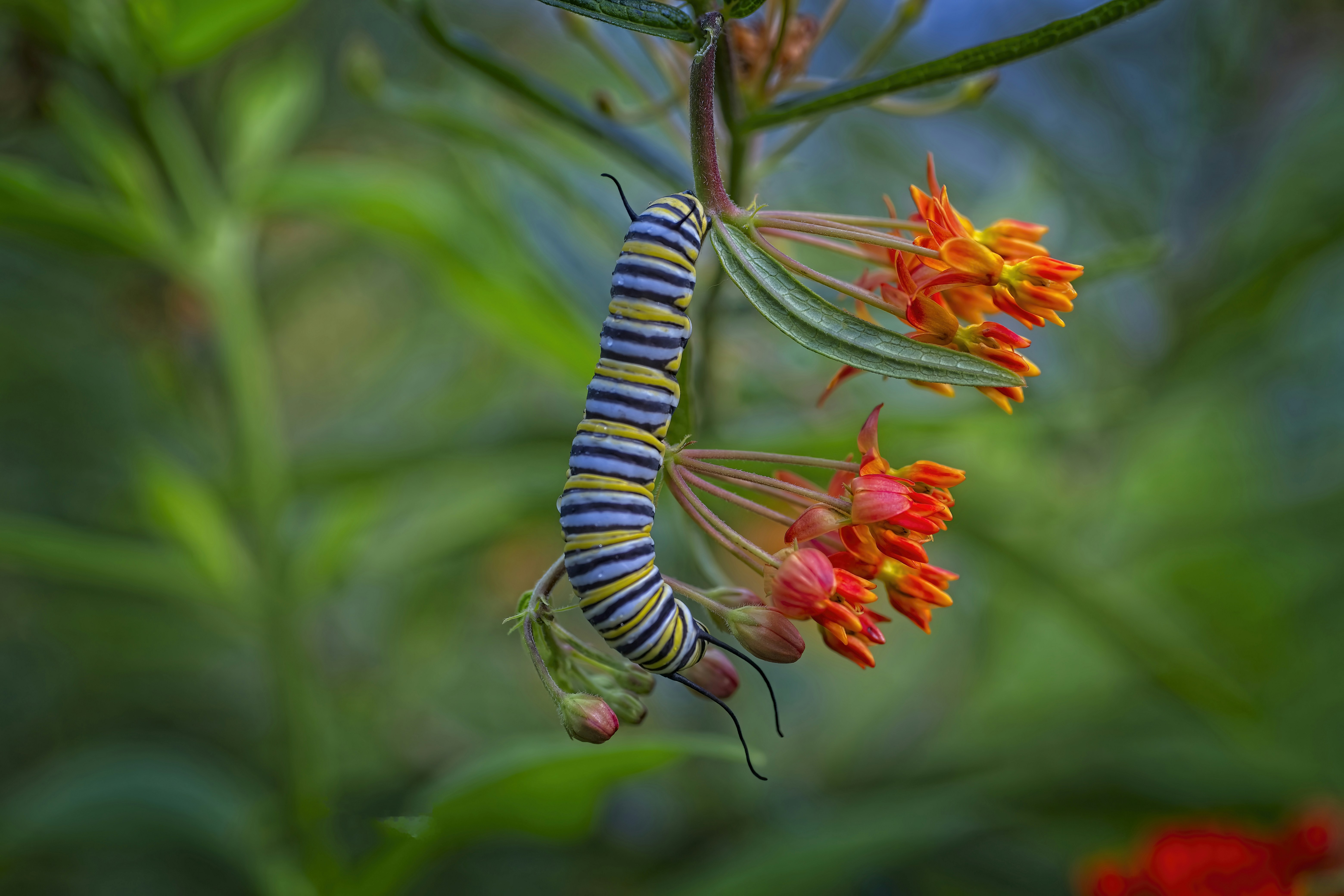a butterfly on a flower