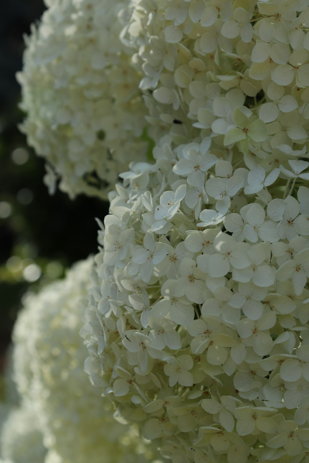 a close up of white flowers