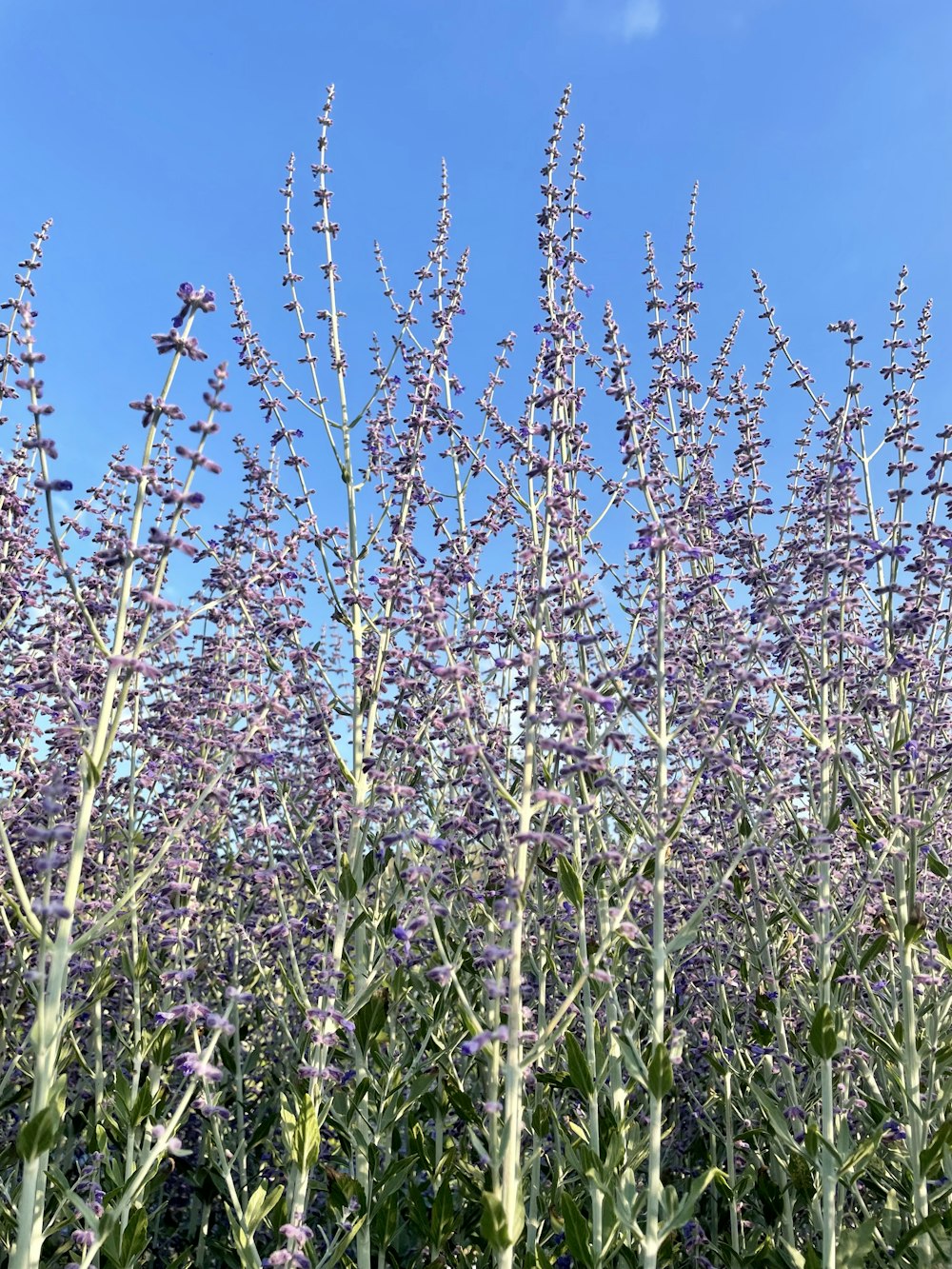 a field of purple flowers