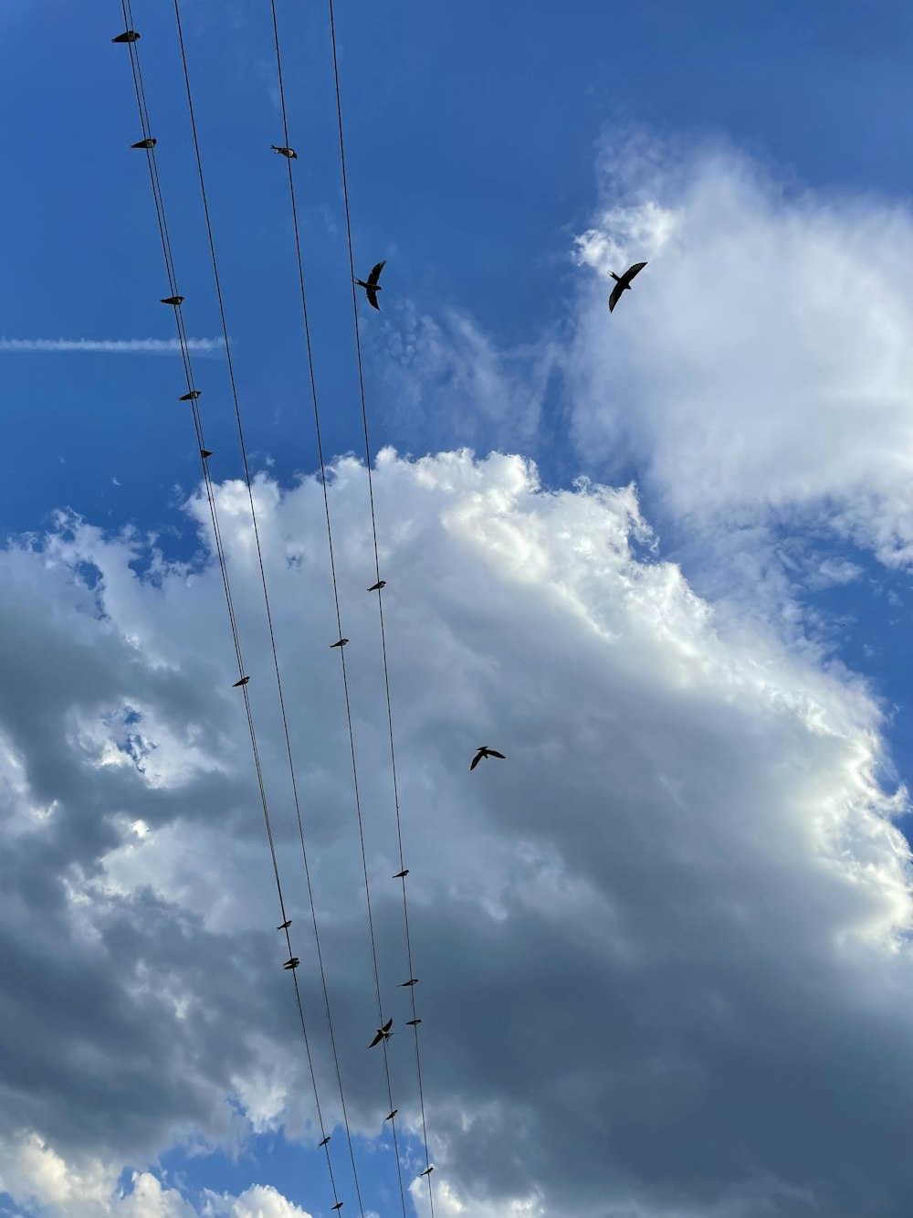 birds flying in the sky