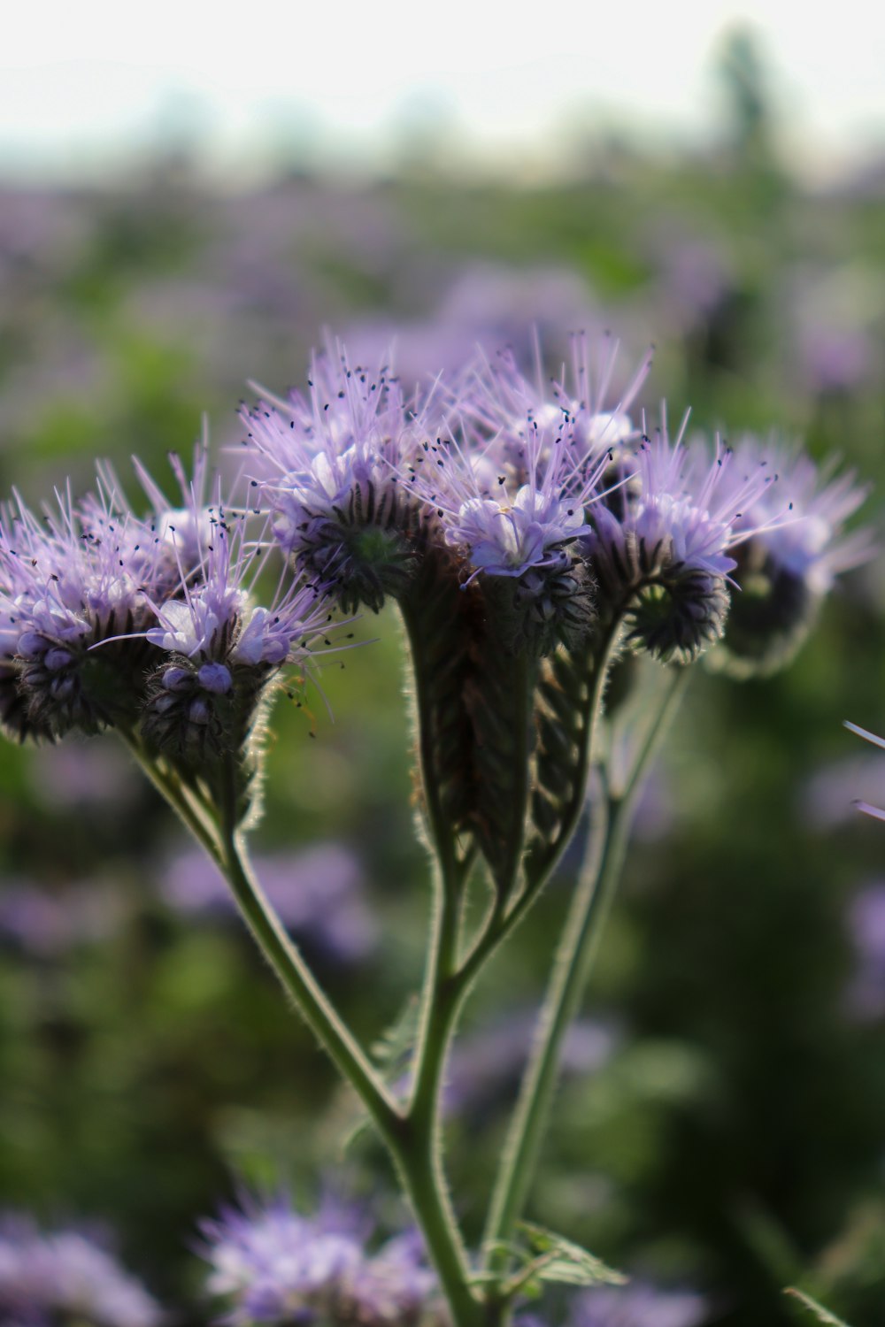 a close up of a purple flower