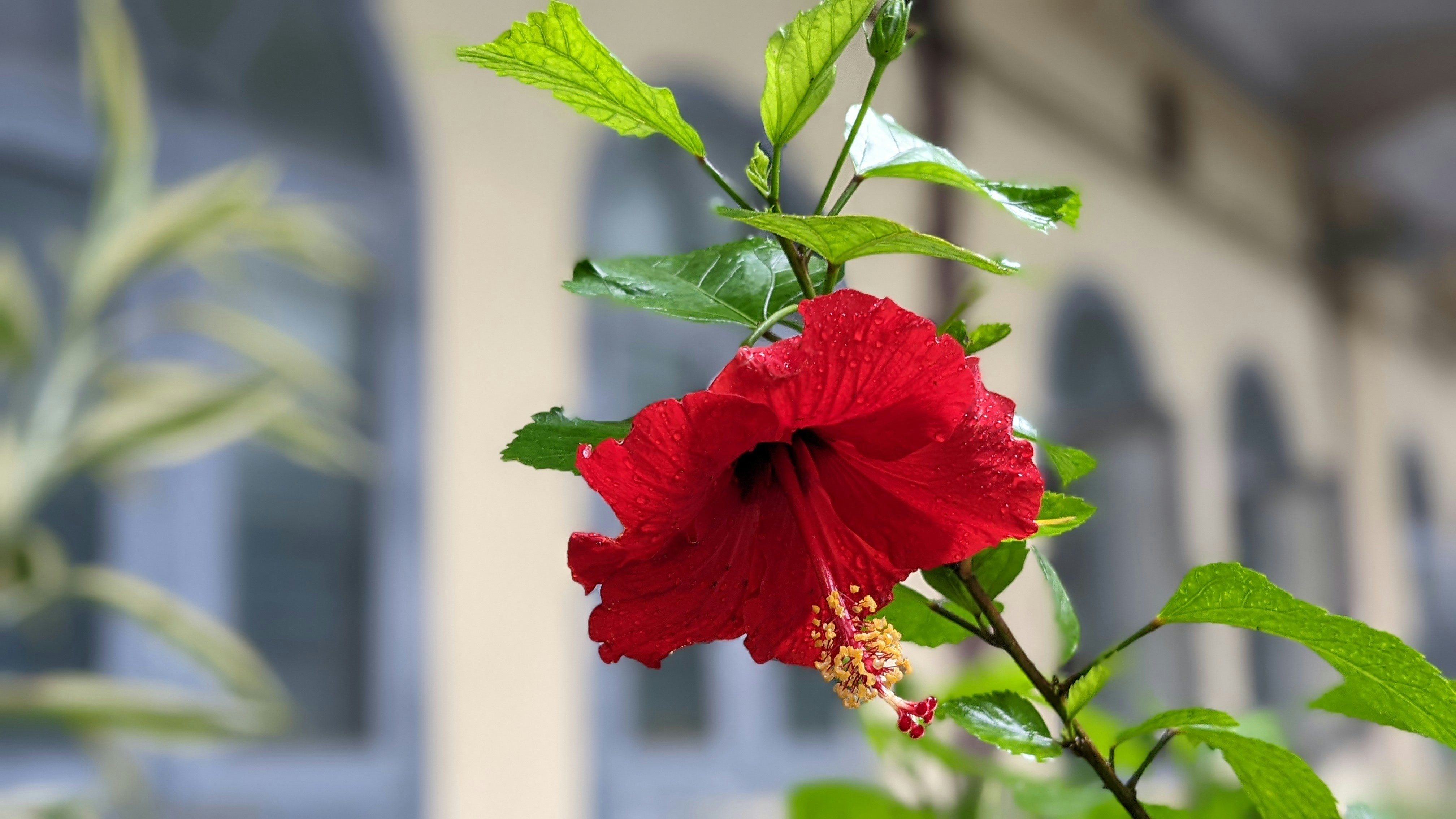 a red flower with green leaves, 