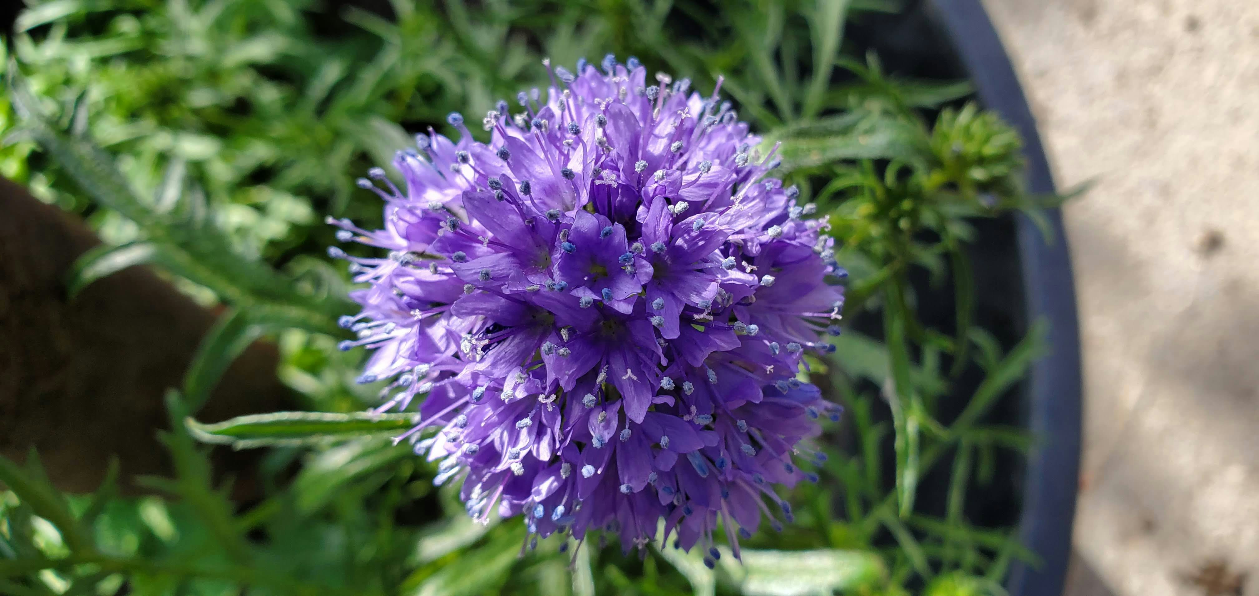 Eine lila Blume in einem Topf