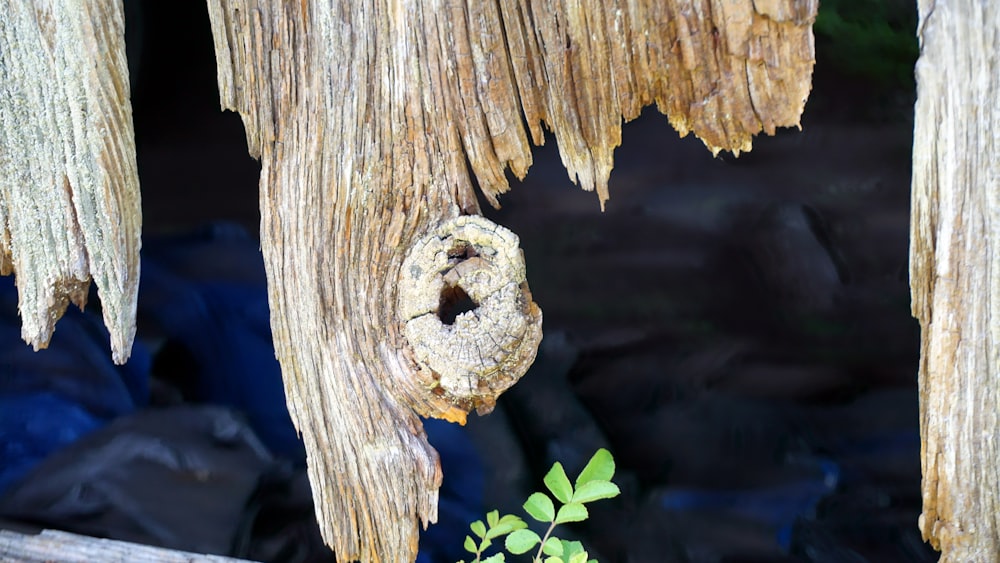 um tronco de árvore com um rosto esculpido nele