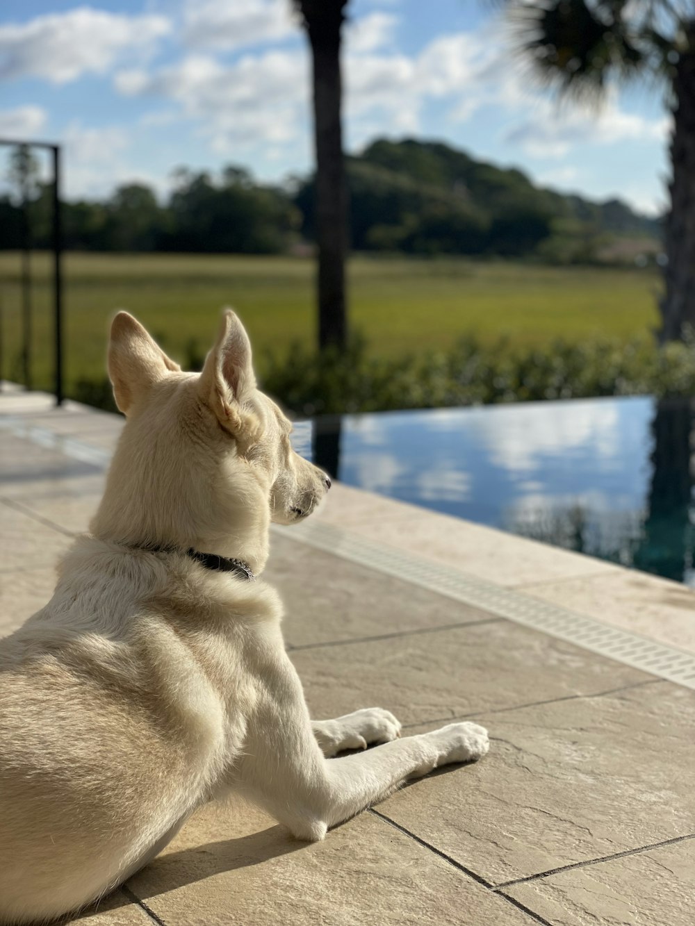 Ein Hund sitzt auf einem Deck