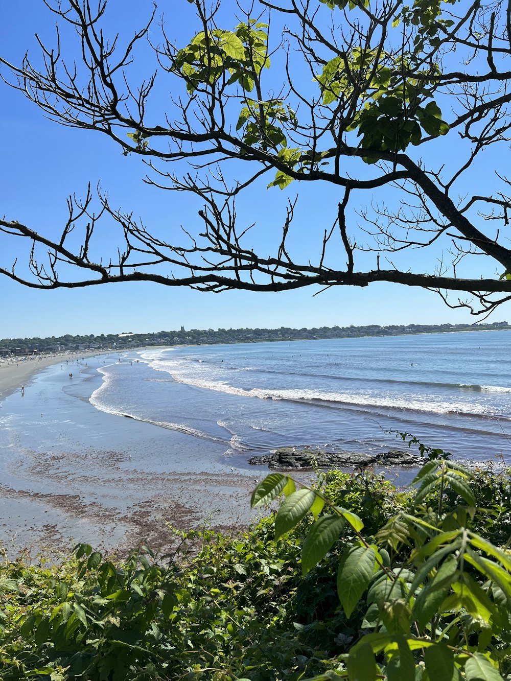 a beach with a tree