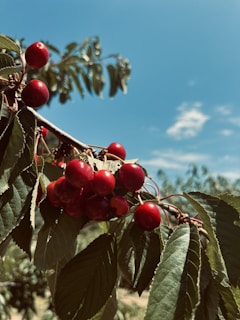 Bright red cherries hanging from a branch, surrounded by green leaves. The sky in the background is clear and blue with some fluffy white clouds.