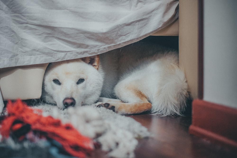 Un perro acostado debajo de una cama