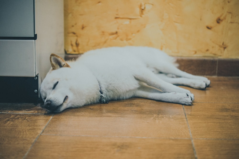 a dog sleeping on the floor