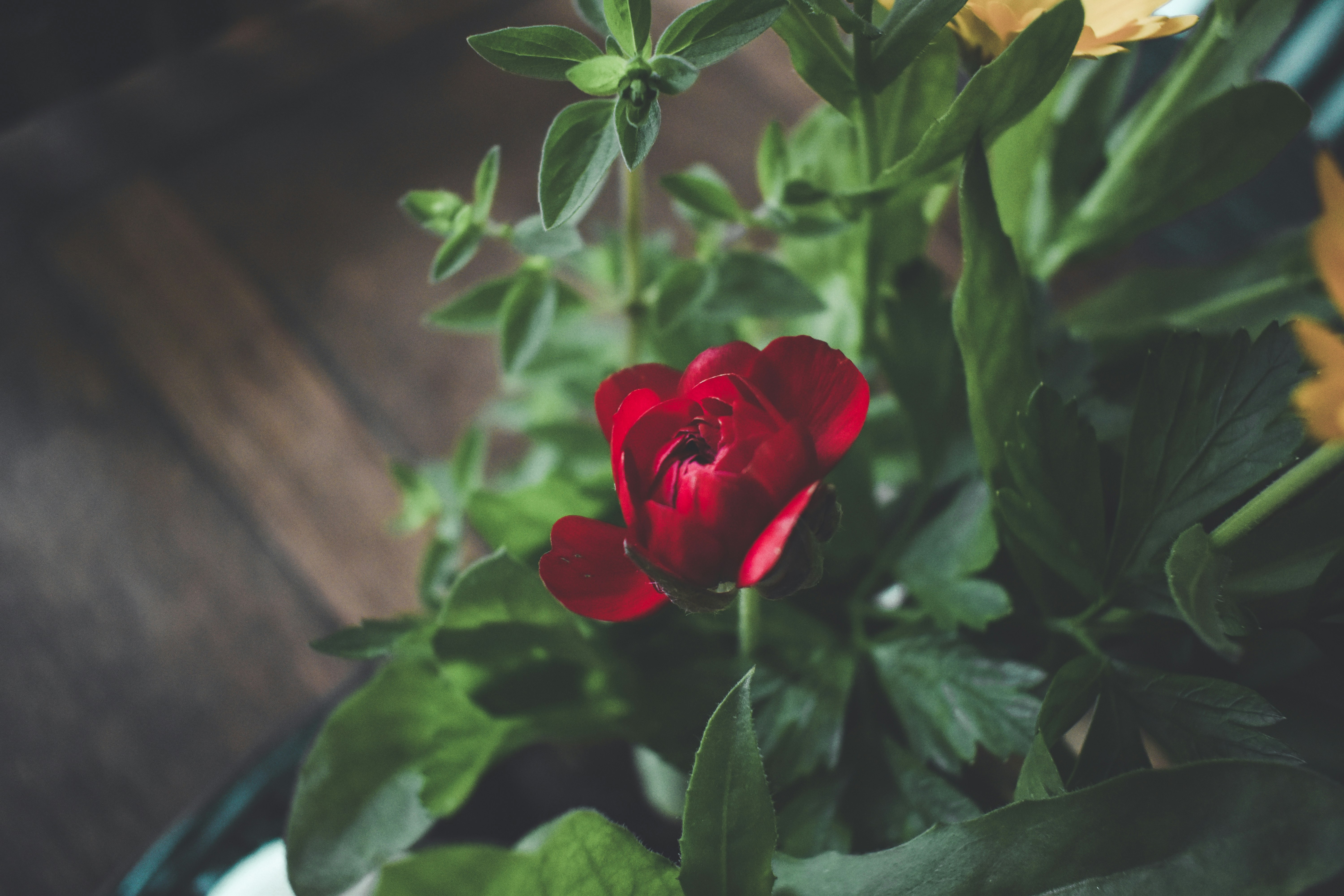 A red flower on a bush photo – Free Flower Image on Unsplash