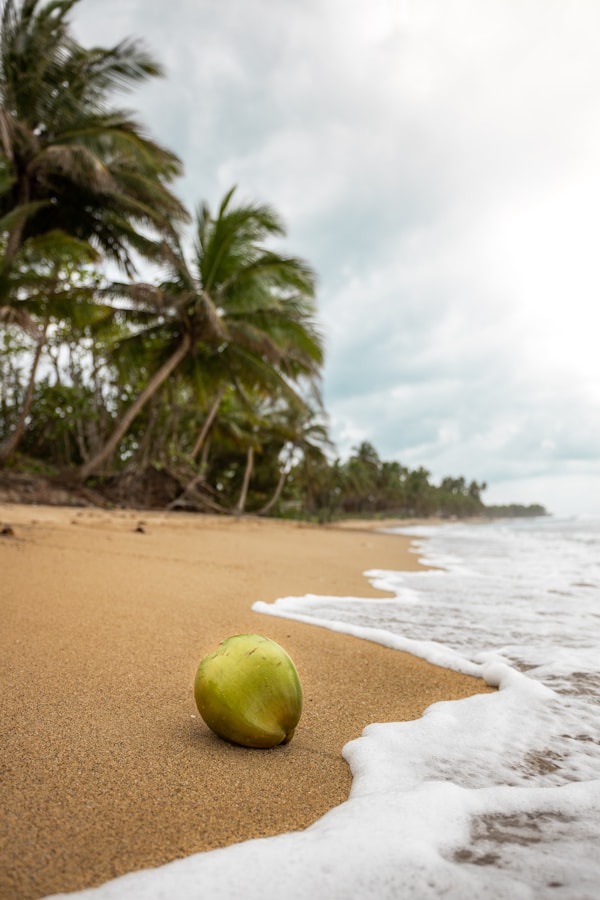 A coconut on a beach
