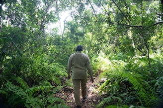 A person walks through a dense forest surrounded by lush green foliage and tall trees. Sunlight filters through the canopy, casting dappled shadows on the ground. The scene evokes a sense of exploration and tranquility.