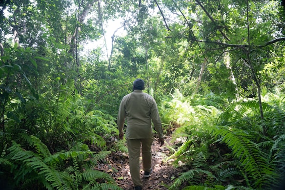 A person walks through a dense forest surrounded by lush green foliage and tall trees. Sunlight filters through the canopy, casting dappled shadows on the ground. The scene evokes a sense of exploration and tranquility.