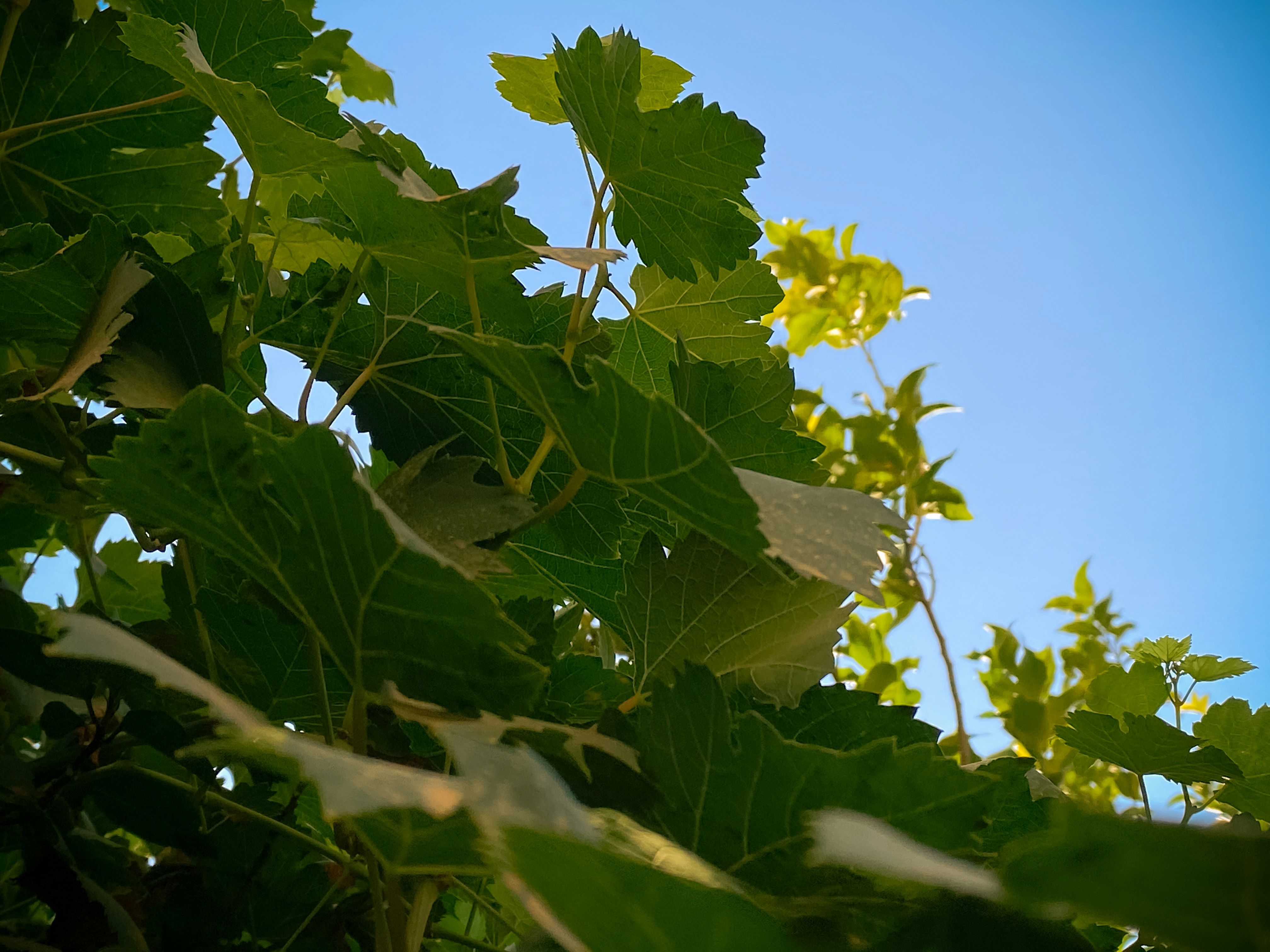 Photo by titouhwayne